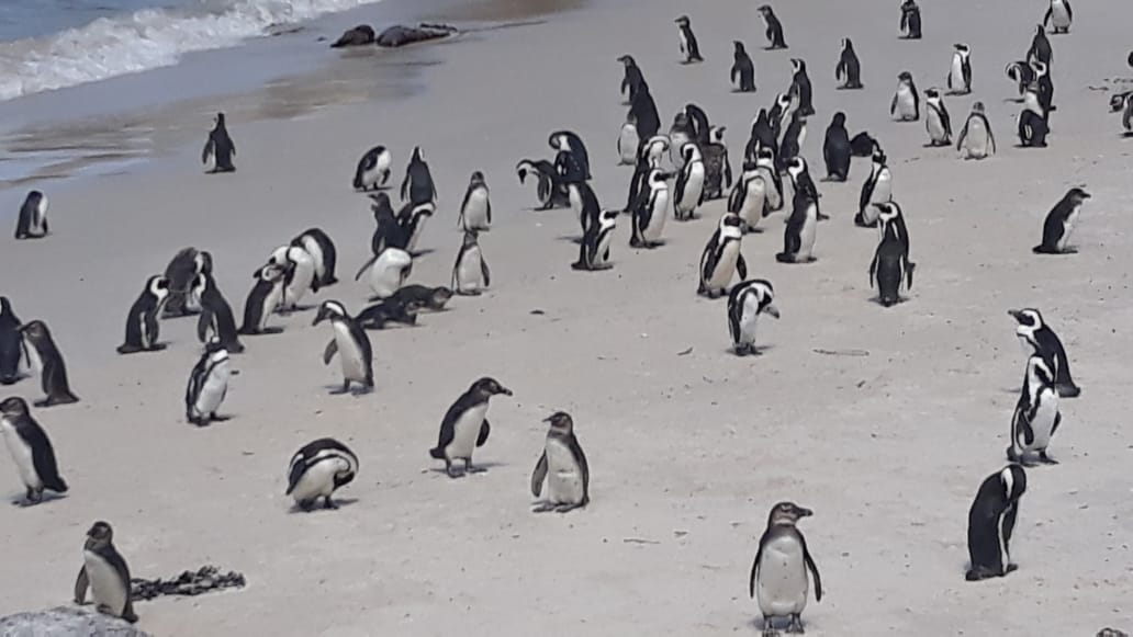 Boulders Beach - Beach View 7